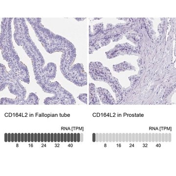 Anti-CD164L2 antibody produced in rabbit Prestige Antibodies&#174; Powered by Atlas Antibodies, affinity isolated antibody, buffered aqueous glycerol solution