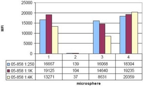 Anti-Histone H4 Antibody, pan, rabbit monoclonal culture supernatant, clone 62-141-13, Upstate&#174;