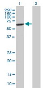 Anti-IMPDH2 antibody produced in mouse purified immunoglobulin, buffered aqueous solution