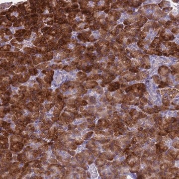 Anti-FAM84A antibody produced in rabbit Prestige Antibodies&#174; Powered by Atlas Antibodies, affinity isolated antibody, buffered aqueous glycerol solution