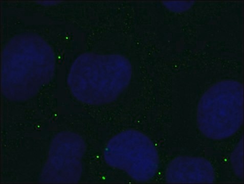 Anti-DDX6-Alexa488 antibody, Mouse monoclonal clone DDX6-34, purified from hybridoma cell culture