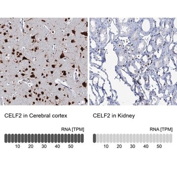 Anti-CELF2 antibody produced in rabbit Prestige Antibodies&#174; Powered by Atlas Antibodies, affinity isolated antibody, buffered aqueous glycerol solution