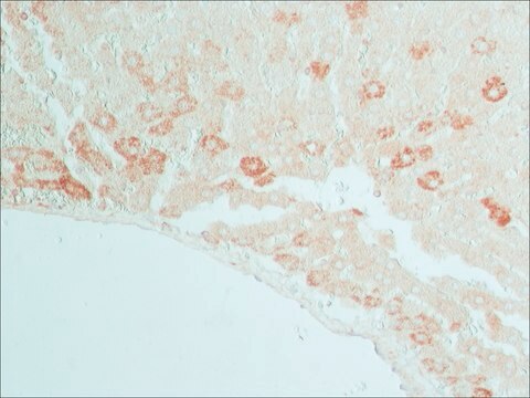 Anti-Connexin-32 (265-279) antibody produced in rabbit affinity isolated antibody, buffered aqueous solution