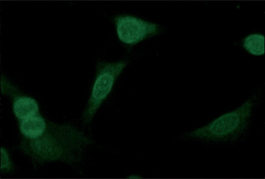 Anti-NR4A2 (N-terminal) antibody produced in rabbit ~1.5&#160;mg/mL, affinity isolated antibody, buffered aqueous solution