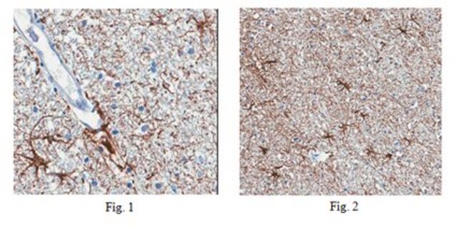 Anti-ARC Antibody, clone 6F9.1 clone 6F9.1, from mouse