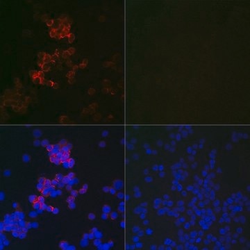 Anti-MAP1LC3B antibody produced in mouse