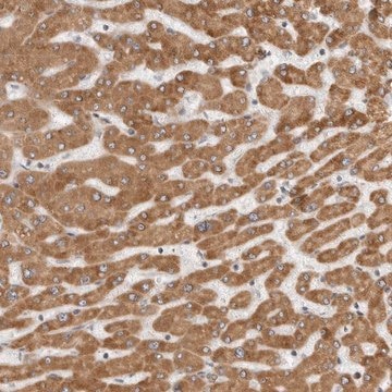 Anti-CERS2 antibody produced in rabbit Prestige Antibodies&#174; Powered by Atlas Antibodies, affinity isolated antibody, buffered aqueous glycerol solution