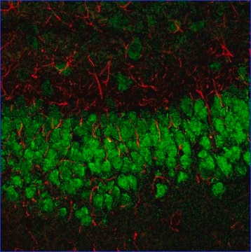 Anti-Mouse IgG (H+L), highly cross-adsorbed (min X Rat), CF&#8482;633 antibody produced in goat ~2&#160;mg/mL, affinity isolated antibody, buffered aqueous solution