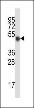 ANTI-MOUSE MLKL (C-TERM) antibody produced in rabbit IgG fraction of antiserum, buffered aqueous solution