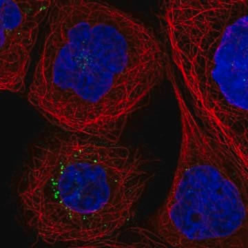 Anti-F3 antibody produced in rabbit Prestige Antibodies&#174; Powered by Atlas Antibodies, affinity isolated antibody