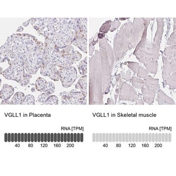 Anti-VGLL1 antibody produced in rabbit Prestige Antibodies&#174; Powered by Atlas Antibodies, affinity isolated antibody, buffered aqueous glycerol solution