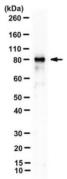 Anti-MRE11 Antibody, clone 15B8.1E7.6 clone 15B8.1E7.6, from hamster(Armenian)