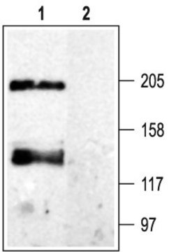 Anti-Calcium Channel (&#945;1 Subunit), Pan antibody produced in rabbit affinity isolated antibody, lyophilized powder