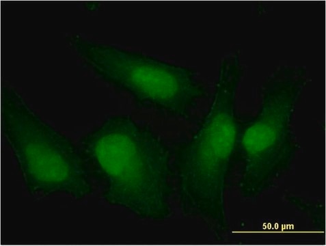 Monoclonal Anti-IRF3 antibody produced in mouse clone 3C8, purified immunoglobulin, buffered aqueous solution