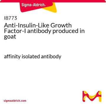 Anti-Insulin-Like Growth Factor-I antibody produced in goat affinity isolated antibody