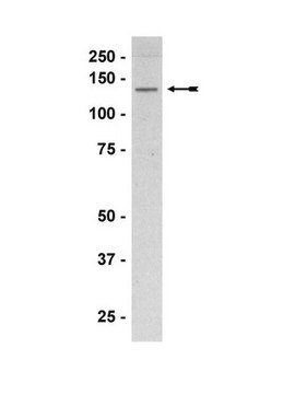 Anti-eNOS/NOS III Antibody, CT Upstate&#174;, from rabbit