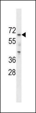 ANTI-PCTAIRE2 (PCTK2)(N-TERMINAL) antibody produced in rabbit IgG fraction of antiserum, buffered aqueous solution