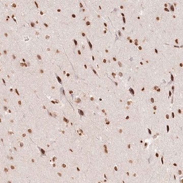 Anti-FAM13A antibody produced in rabbit Prestige Antibodies&#174; Powered by Atlas Antibodies, affinity isolated antibody, buffered aqueous glycerol solution