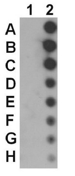 Anti-phospho-JAK1 (Tyr1022/1023) from rabbit, purified by affinity chromatography