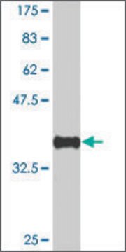 Monoclonal Anti-NSD1 antibody produced in mouse clone 1C12, purified immunoglobulin, buffered aqueous solution