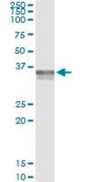 Monoclonal Anti-ADAMTS4 antibody produced in mouse clone 2A6, purified immunoglobulin, buffered aqueous solution