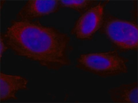 Anti-Collagen, Type X antibody, Mouse monoclonal clone COL-10, purified from hybridoma cell culture