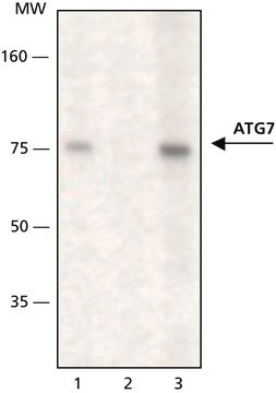 Anti-ATG7 antibody produced in rabbit affinity isolated antibody, buffered aqueous solution