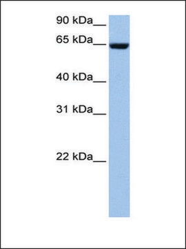 Anti-COL4A3BP antibody produced in rabbit affinity isolated antibody