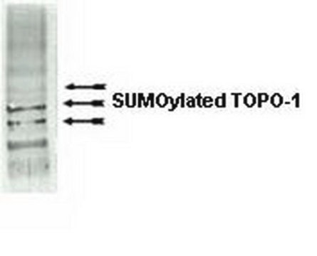 Anti-SUMO-1 Antibody Upstate&#174;, from rabbit