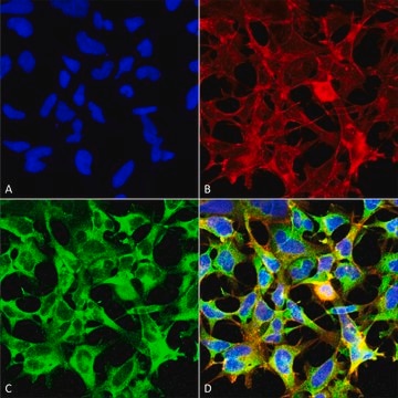 Monoclonal Anti-Sulfotyrosine antibody produced in mouse clone 7C5