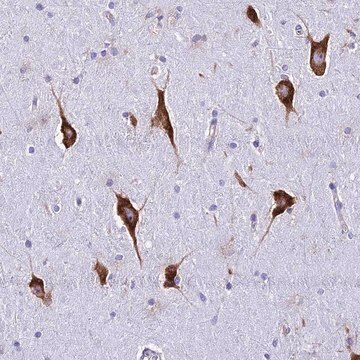 Anti-RPL19 antibody produced in rabbit Prestige Antibodies&#174; Powered by Atlas Antibodies, affinity isolated antibody, buffered aqueous glycerol solution