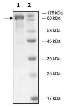 HDAC6 H611A human recombinant, expressed in baculovirus infected Sf9 cells, &#8805;79% (SDS-PAGE)