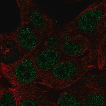 Anti-HOXB8 antibody produced in rabbit Prestige Antibodies&#174; Powered by Atlas Antibodies, affinity isolated antibody