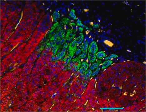 Anti-CYP11B1 Antibody, clone 80-7 clone 80-7, from rat