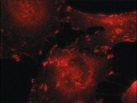 Anti-Talin antibody,Mouse monoclonal clone TA205, purified from hybridoma cell culture