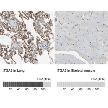 Anti-ITGA3 antibody produced in rabbit Prestige Antibodies&#174; Powered by Atlas Antibodies, affinity isolated antibody, buffered aqueous glycerol solution