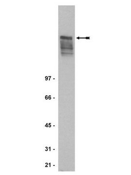 Anti-MAP2 Antibody, clone 5F9 clone 5F9, Upstate&#174;, from mouse