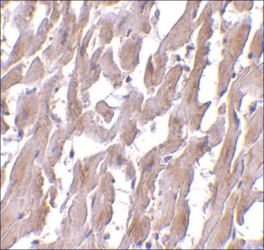 Monoclonal Anti-MyD88 antibody produced in mouse clone 2E9C2, purified immunoglobulin, buffered aqueous solution