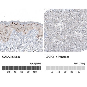 Monoclonal Anti-GATA3 antibody produced in mouse Prestige Antibodies&#174; Powered by Atlas Antibodies, clone CL8660, purified immunoglobulin, buffered aqueous glycerol solution