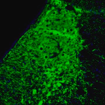 Monoclonal Anti-SLC6A2 antibody produced in mouse Prestige Antibodies&#174; Powered by Atlas Antibodies, clone CL3063, purified immunoglobulin, buffered aqueous glycerol solution