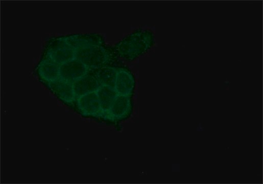 Anti-&#945;-E-Catenin antibody produced in rabbit IgG fraction of antiserum, buffered aqueous solution