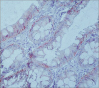 Anti-EpCAM antibody, Mouse monoclonal clone Ber-EP4, purified from hybridoma cell culture