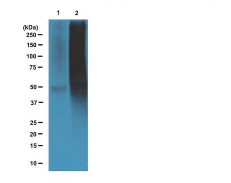 Anti-Nitrotyrosine Magnetic Bead Conjugate Antibody from rabbit