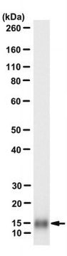 Anti-IL-17F Antibody, clone MM17F-8F5