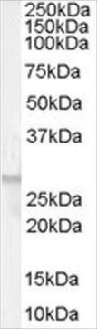 Anti-GPR40 antibody produced in goat affinity isolated antibody, buffered aqueous solution