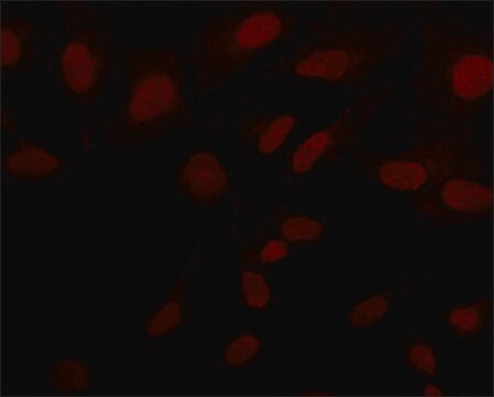 Anti-Sirt6 (N-terminal) antibody produced in rabbit ~1&#160;mg/mL, affinity isolated antibody, buffered aqueous solution