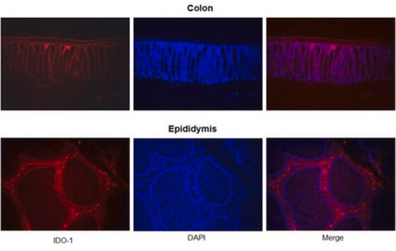 Anti-IDO-1 Antibody, clone 4B7 | MABF850 clone 4B7, from mouse