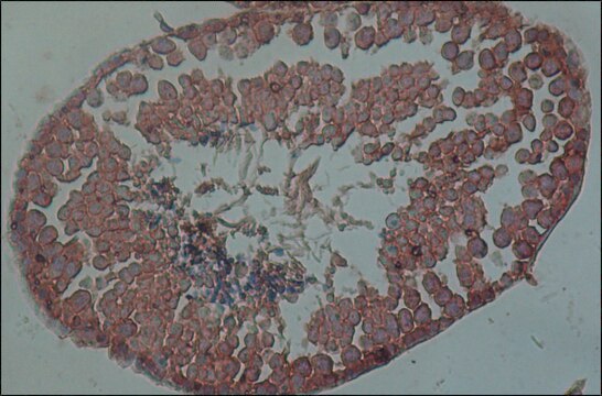 Anti-PIWIL1 antibody, Mouse monoclonal clone PIWIL1-2, purified from hybridoma cell culture