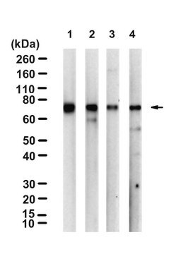 Anti-STAT1 Antibody, CT Upstate&#174;, from rabbit