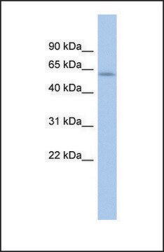 Anti-LEMD2 antibody produced in rabbit affinity isolated antibody